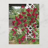 Rozen Briefkaart (Voorkant)