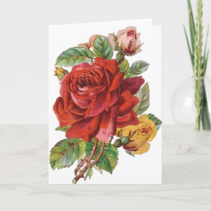 Rozen Dagelijks Wenskaart Feestdagen Kaart