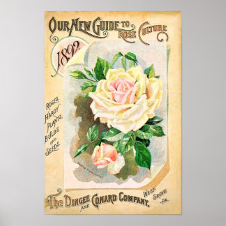 Rozen Dingee en Conard  zaadcatalogus Poster