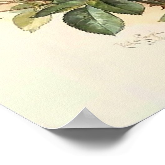 Rozen en bijen Paul de Longpre Fine Art Poster (Hoek)