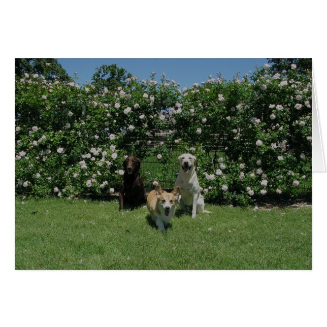 rozen en jongen (Voorkant Horizontaal)