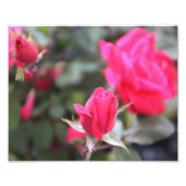 Rozen Foto Afdruk (Voorkant)