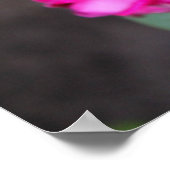 Rozen Foto Poster (Hoek)