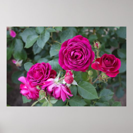 Rozen Foto Poster (Voorkant)