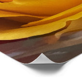 Rozen Foto Poster (Hoek)