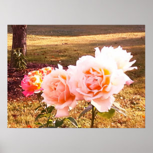 ROZEN HEBBEN ELEGANT BEAUTY POSTER