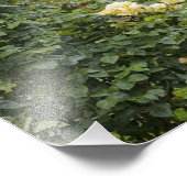 Rozen in bloei en Gazebo Roos Garden bij Foto Afdruk (Hoek)