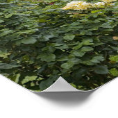 Rozen in bloei en Gazebo Roos Garden bij Poster (Hoek)