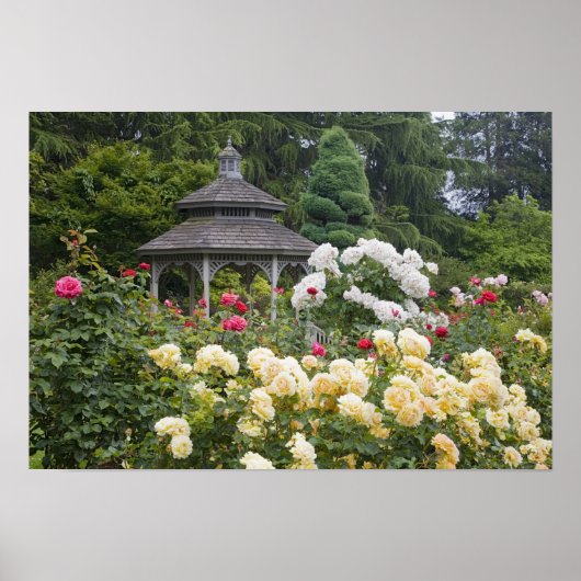 Rozen in bloei en Gazebo Roos Garden bij Poster (Voorkant)