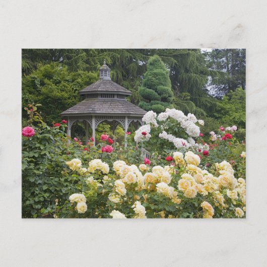 rozen in bloei en prieel rozentuin bij de briefkaart (Voorkant)
