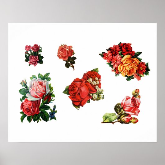 Rozen in Bloom Poster (Voorkant)