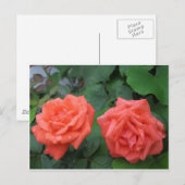 Rozen in de regen 7-19-2012 001.JPG Briefkaart (Voorkant / Achterkant)