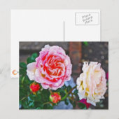 Rozen in de regen briefkaart (Voorkant / Achterkant)