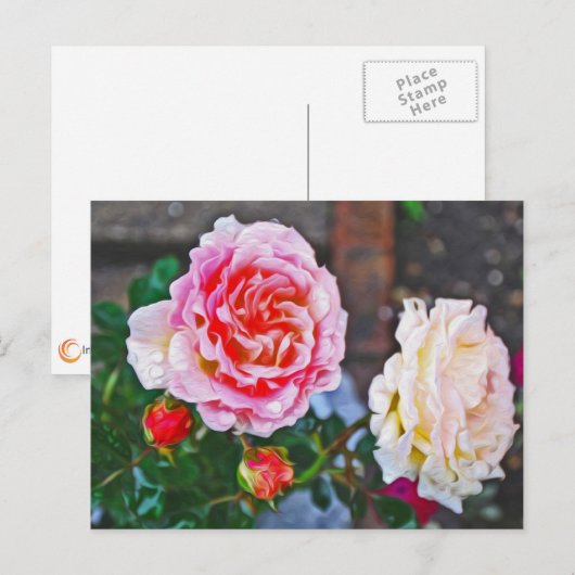 Rozen in de regen briefkaart (Voorkant / Achterkant)