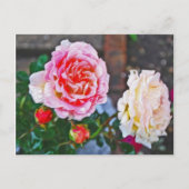 Rozen in de regen briefkaart (Voorkant)