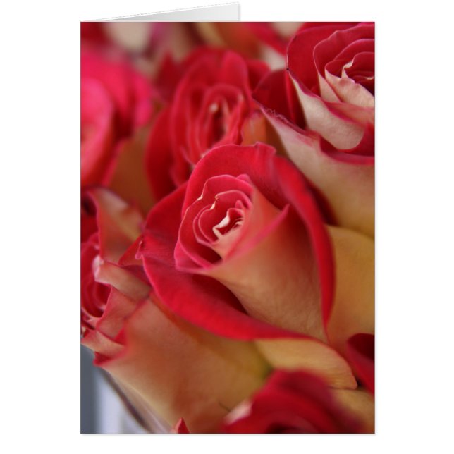 Rozen in NYC (Voorkant)