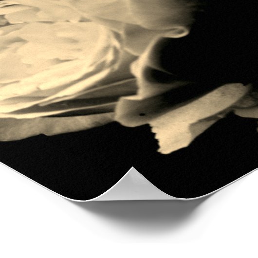 Rozen in sepia tint poster (Hoek)