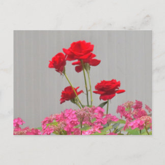 Rozen knoppen die uitbarsten van Hydrangea Lace Pe Briefkaart