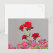 Rozen knoppen die uitbarsten van Hydrangea Lace Pe Briefkaart (Voorkant / Achterkant)