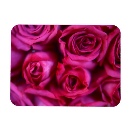 Rozen Magneet (Horizontaal)