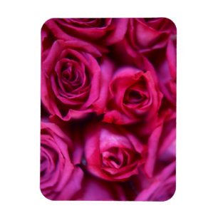 Rozen Magneet