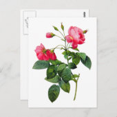 Rozen omleiden briefkaart (Voorkant / Achterkant)