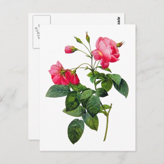 Rozen omleiden briefkaart (Voorkant / Achterkant)