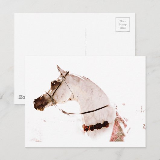 Rozen op een grijs briefkaart (Voorkant / Achterkant)