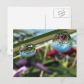 Rozen op het Briefkaart Raindrops (Voorkant / Achterkant)