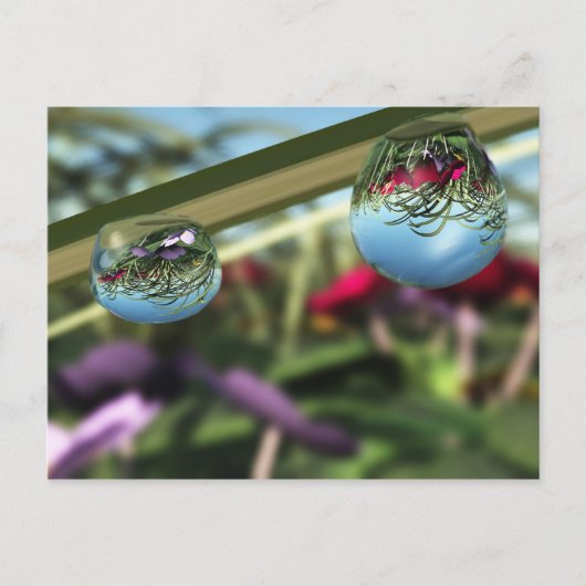 Rozen op het Briefkaart Raindrops (Voorkant)