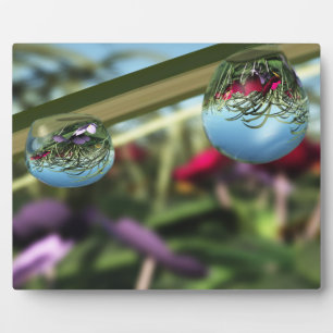 Rozen op Raindrops Photo Plaque Fotoplaat