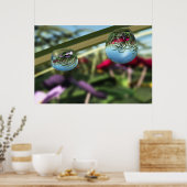 Rozen op regendruppels poster (Keuken)