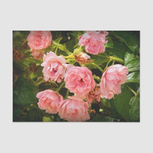 Rozen ophalen Gift Tissue Tissuepapier (Voorkant)