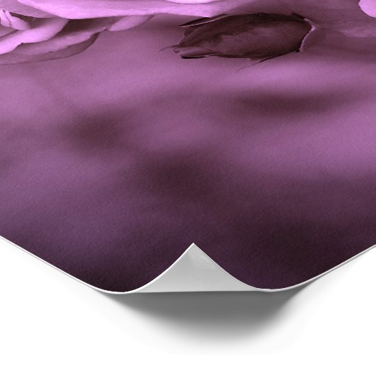  Rozen Paars Poster (Hoek)