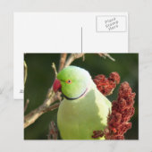 Rozen parkiet briefkaart (Voorkant / Achterkant)