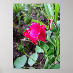 rozen pastel bloeien poster