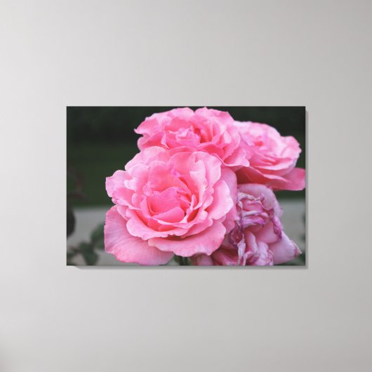 Rozen Portret Stretted Canvas Print (Voorkant)