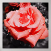 Rozen Poster (Voorkant)