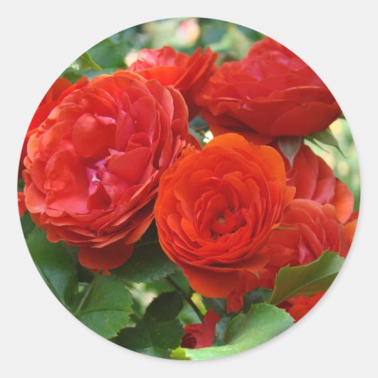 ROZEN Rode Mooie Roos Bloemen stickers (Voorkant)