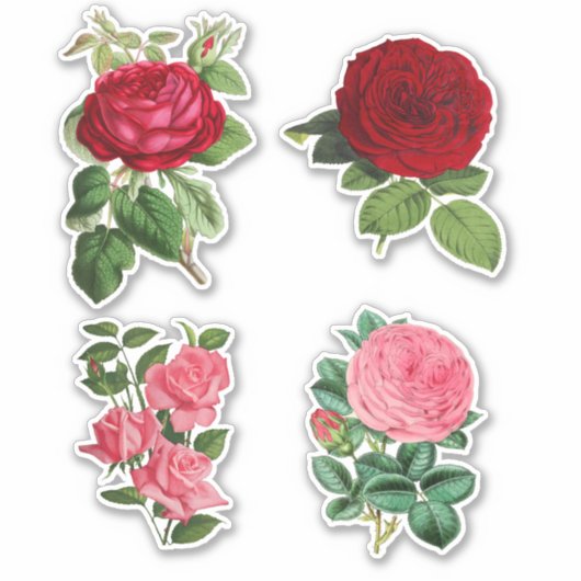 Rozen rood en roze 4 stuk sticker set (Voorkant)
