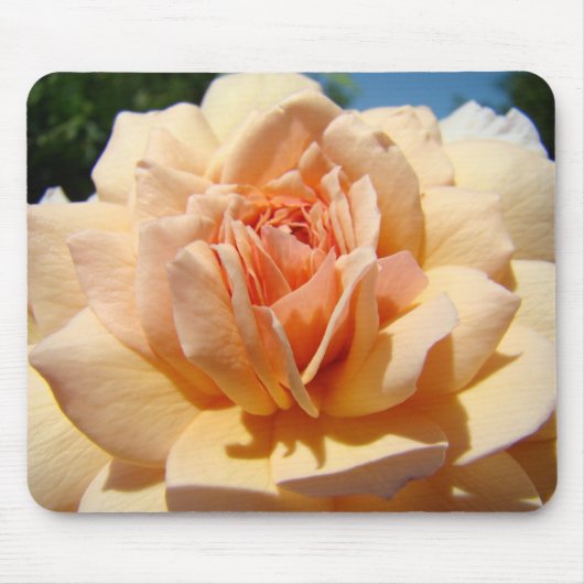ROZEN, ROOS BLOEMEN MUIS MATTEN MUISMAT (Voorkant)