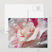 ROZEN Roze Witte Roos Bloemen 1 Kaarten Cadeaus Mo (Voorkant / Achterkant)