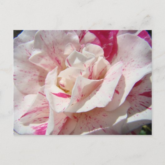 ROZEN Roze Witte Roos Bloemen 1 Kaarten Cadeaus Mo (Voorkant)