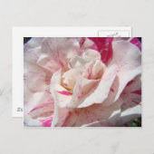 ROZEN Roze Witte Rozenbloemen 1 Kaarten Geschikt v (Voorkant / Achterkant)