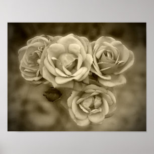 Rozen Sepia Poster