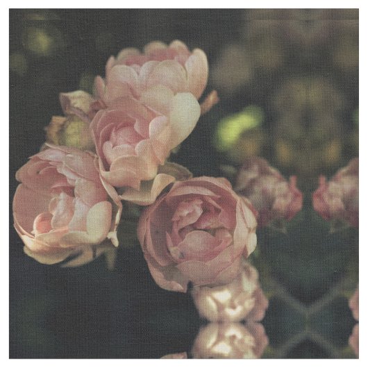 Rozen Stof (Close Up)