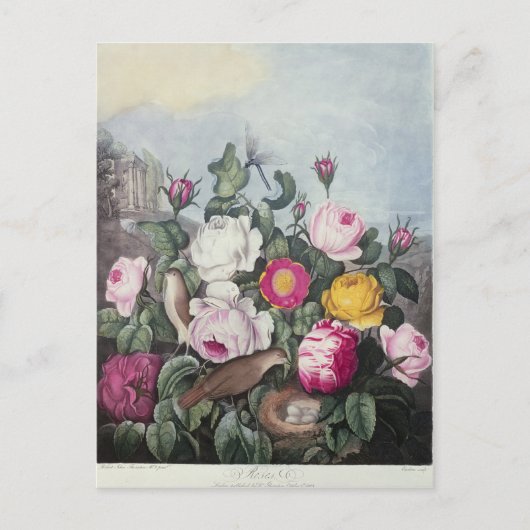 Rozen uit de "tempel van Flora" Briefkaart (Voorkant)