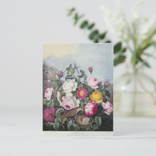 Rozen uit de "tempel van Flora" Briefkaart (Staand voorkant)
