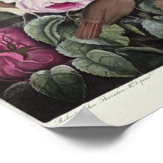 Rozen uit de "tempel van Flora" Poster (Hoek)