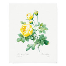  rozen van Floral Geel